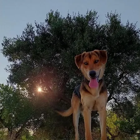 Le Radici 住宿加早餐酒店 莫诺波利